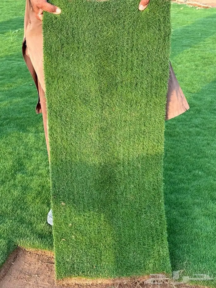 ثيل يباني درج اولي خالي من الاعشاب سي الفين فرنسي انتورو 0