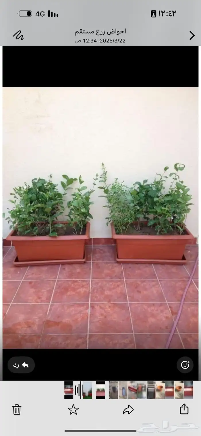 احواض زراعيه وتيل طبيعي 4