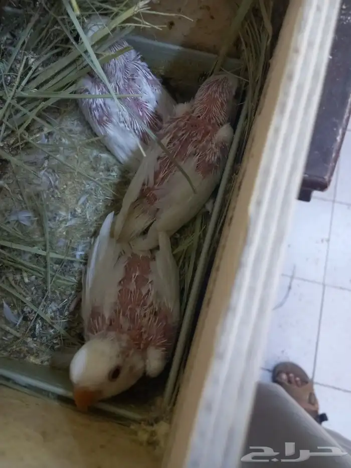 زوج روز البينو بفروخه 5 فخم 8