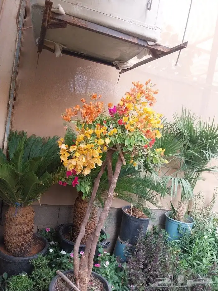 كل ما يخص الحدائق الزراعيه طبيعي وشبكات الري قص نخيل قص واشج 2