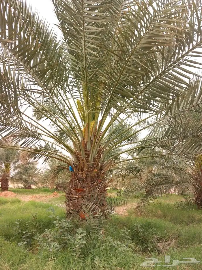 نخيل عربيه ونخيل واشطني زينه 7