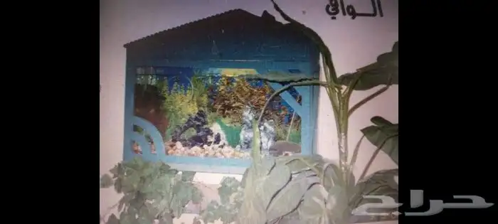 تصميم احواض سمك بنورما 7