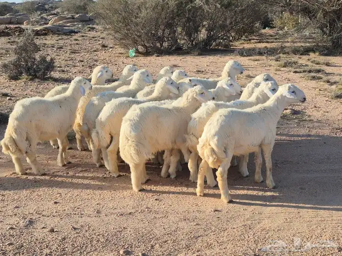 للبيع طليان حرية 3