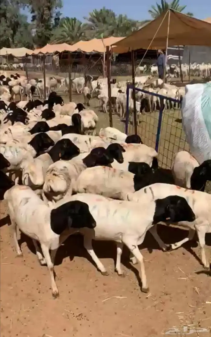 بربري برابر صومالية تيوس صومالية مستوردة سعر ممتاز 0