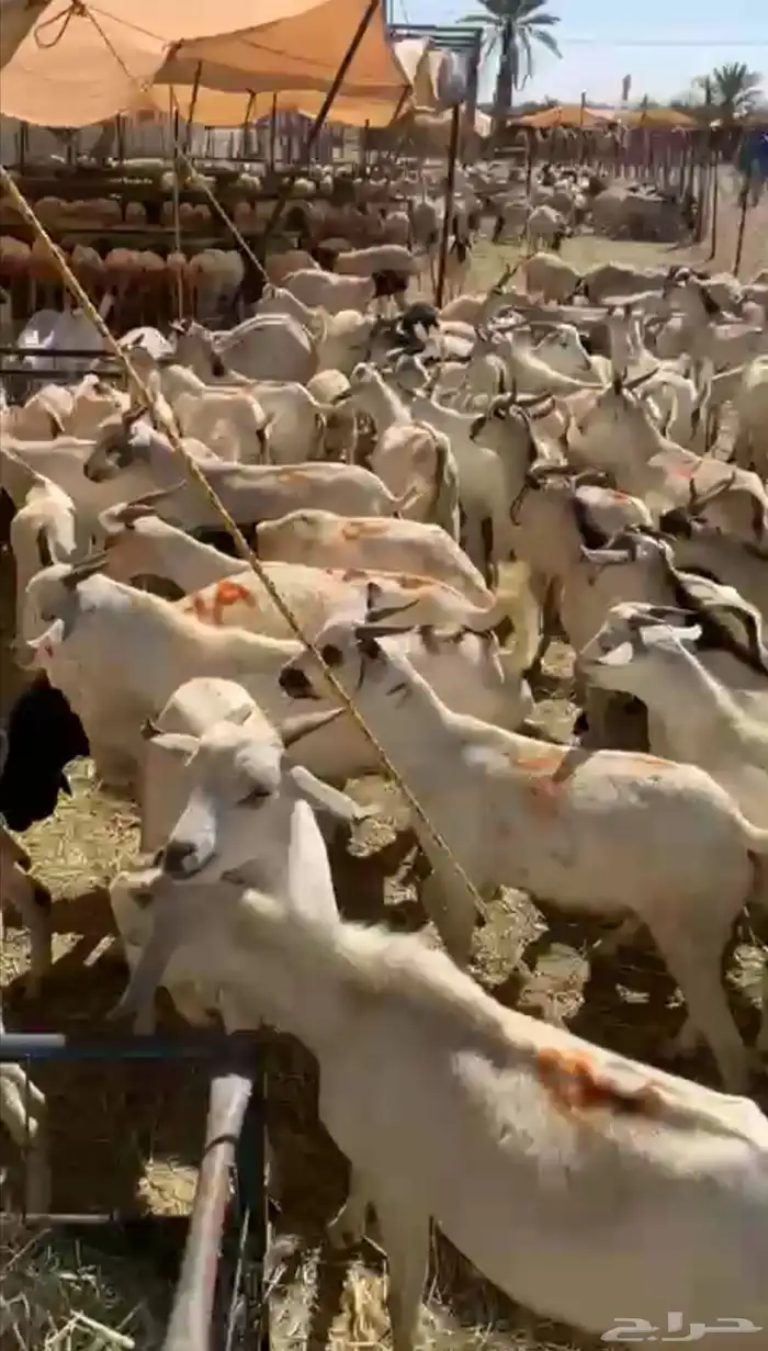 بربري برابر صومالية تيوس صومالية مستوردة سعر ممتاز 2