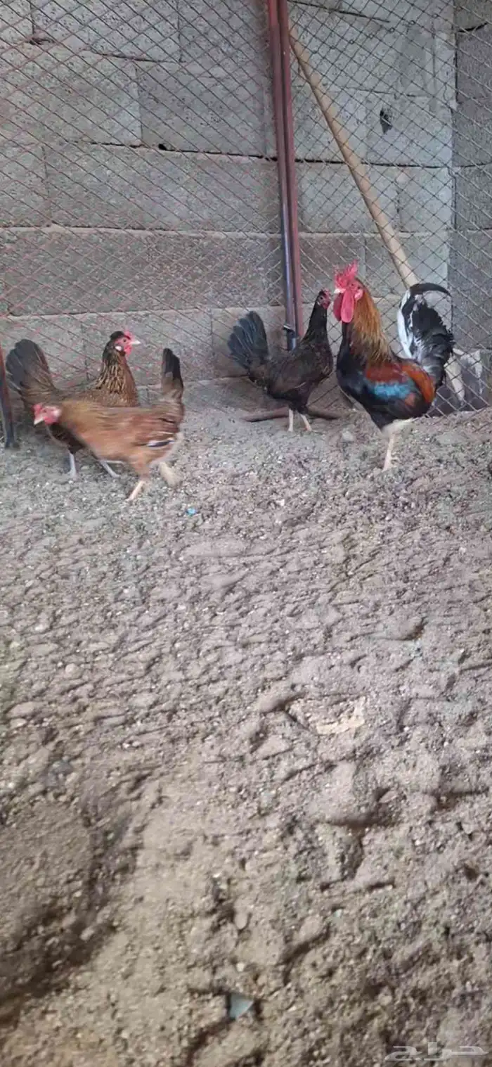 دجاج بلدي أصيل ترثه 4