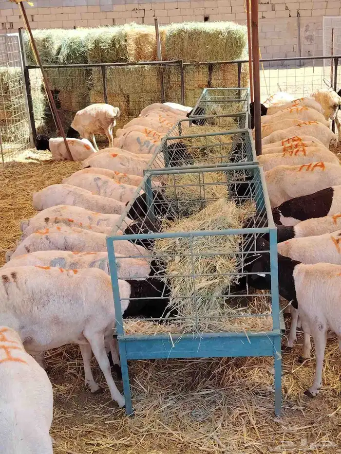 غنم للبيع تيوس صومالي وبربري صومالي وحاشي أعداد كبيره 4