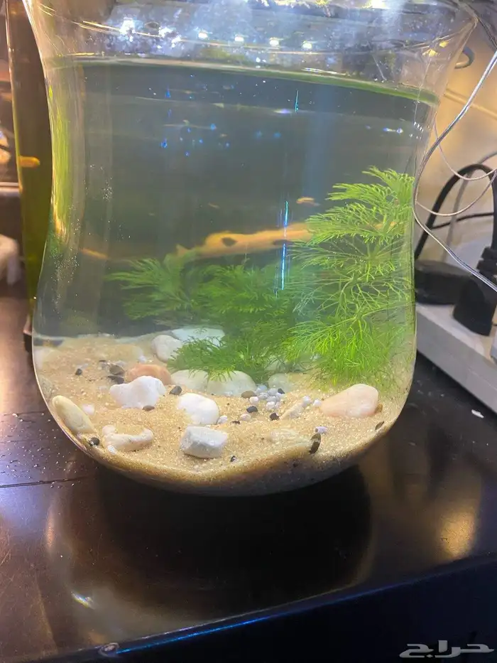 aquarium for sale with shrimp 1