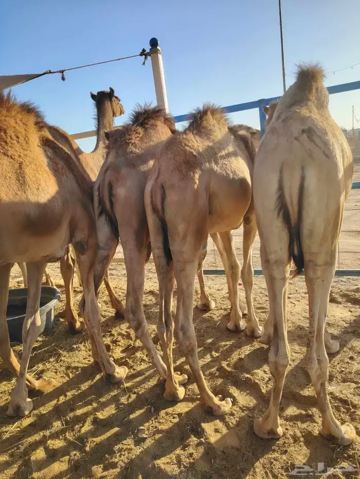 حاشي صومالي قعدان أوزان واعداد تبارك الله 5