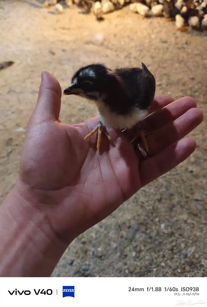 صوص بلدي و فيومي للبيع نظيف جدا 1