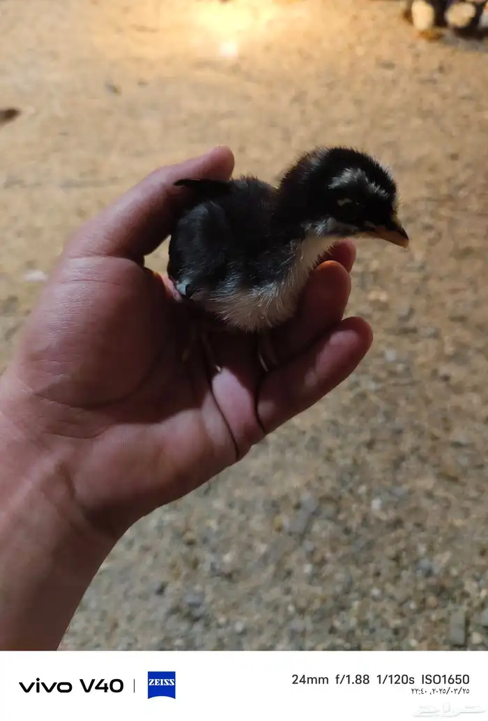 صوص بلدي و فيومي للبيع نظيف جدا 6