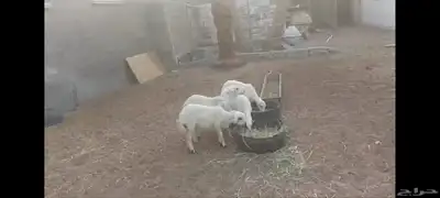 4 رخل حبص الاحساء الهفوف وخروفين نجد 1