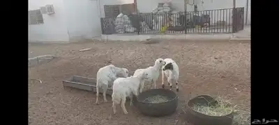 4 رخل حبص الاحساء الهفوف وخروفين نجد 7