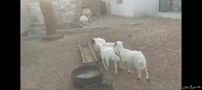 4 رخل حبص الاحساء الهفوف وخروفين نجد 5
