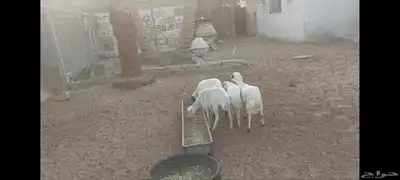 4 رخل حبص الاحساء الهفوف وخروفين نجد 2