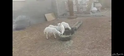 4 رخل حبص الاحساء الهفوف وخروفين نجد 0
