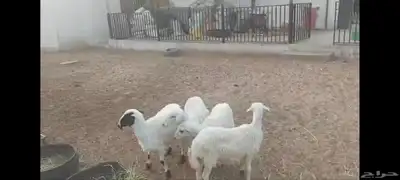 4 رخل حبص الاحساء الهفوف وخروفين نجد 4