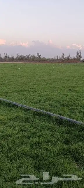 نجيل طبيعي 3