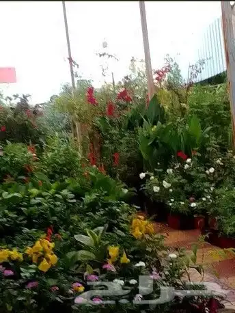 تنسيق حدائق 0