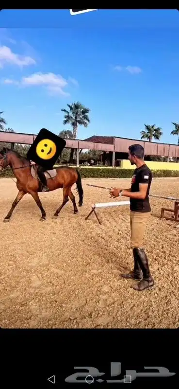 ابحث عن مستثمر 1
