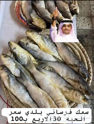 للبيع سمك فرساني بلدي جديد حوت مالح 0