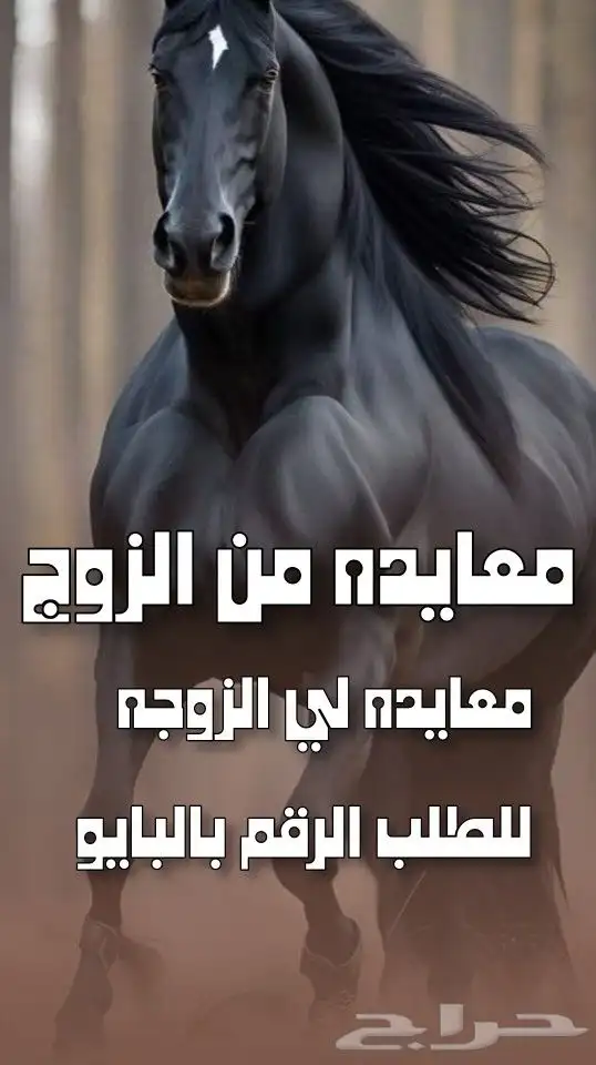 استديو احلام الطرب تنفيذ زفات شيلات بالأسماء 0
