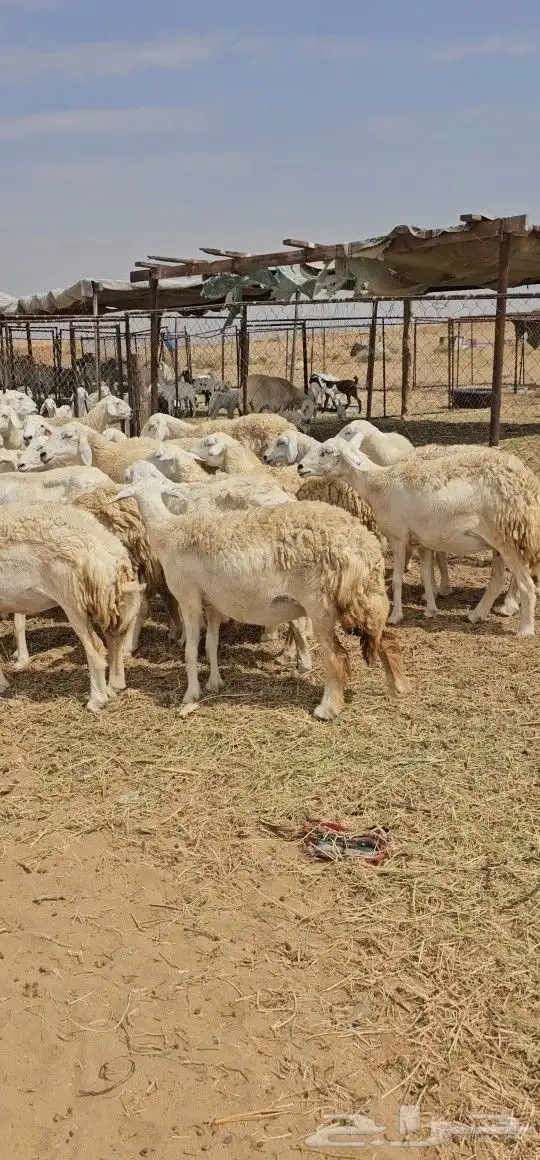 للبيع ضان حرش مراح واحد كفو اسنان 71 يتبعه 17 0