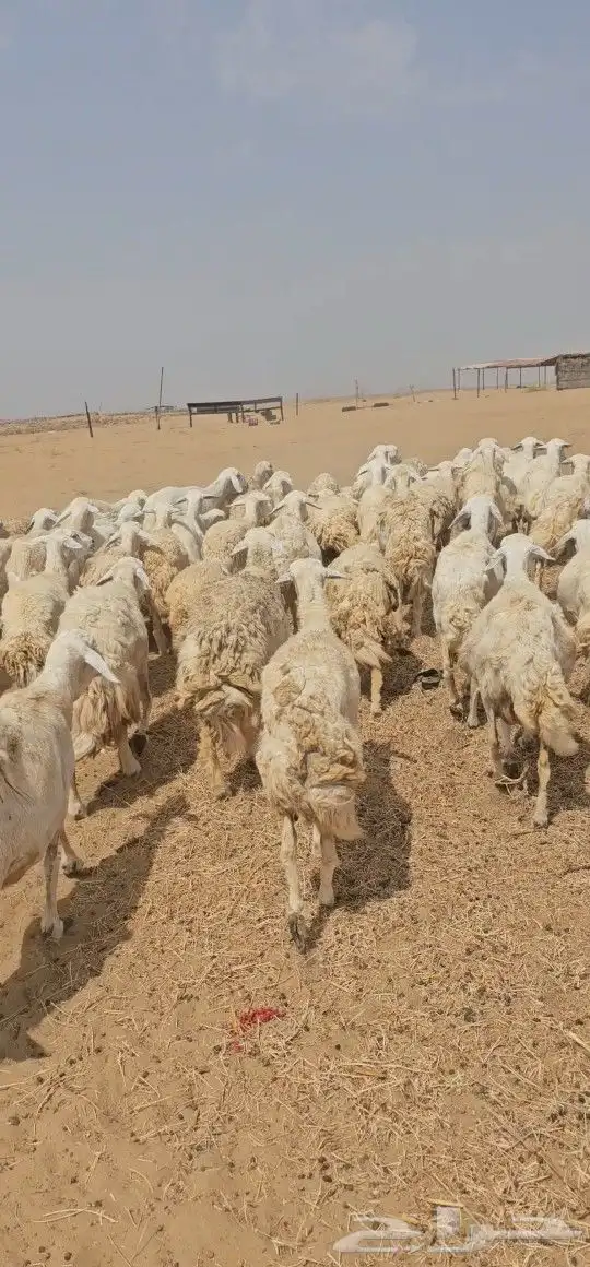 للبيع ضان حرش مراح واحد كفو اسنان 71 يتبعه 17 3