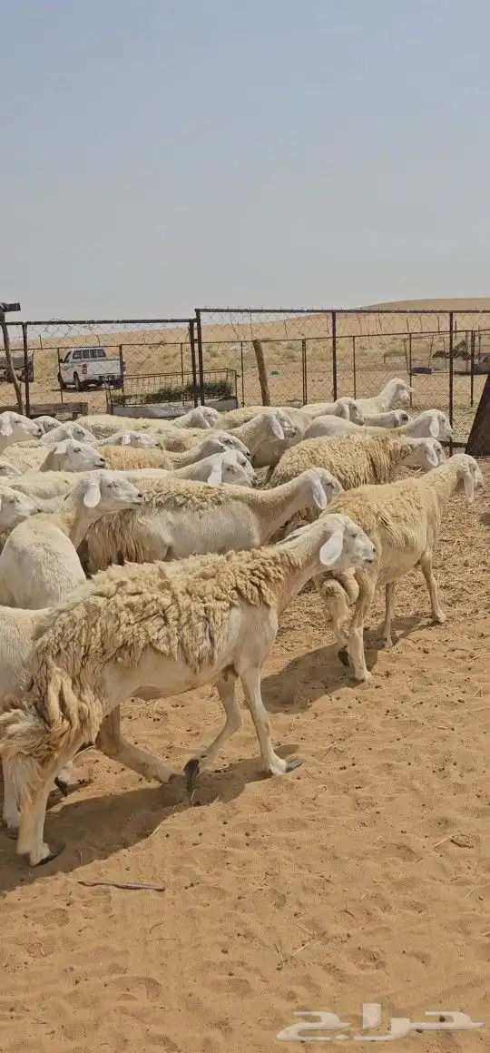 للبيع ضان حرش مراح واحد كفو اسنان 71 يتبعه 17 1