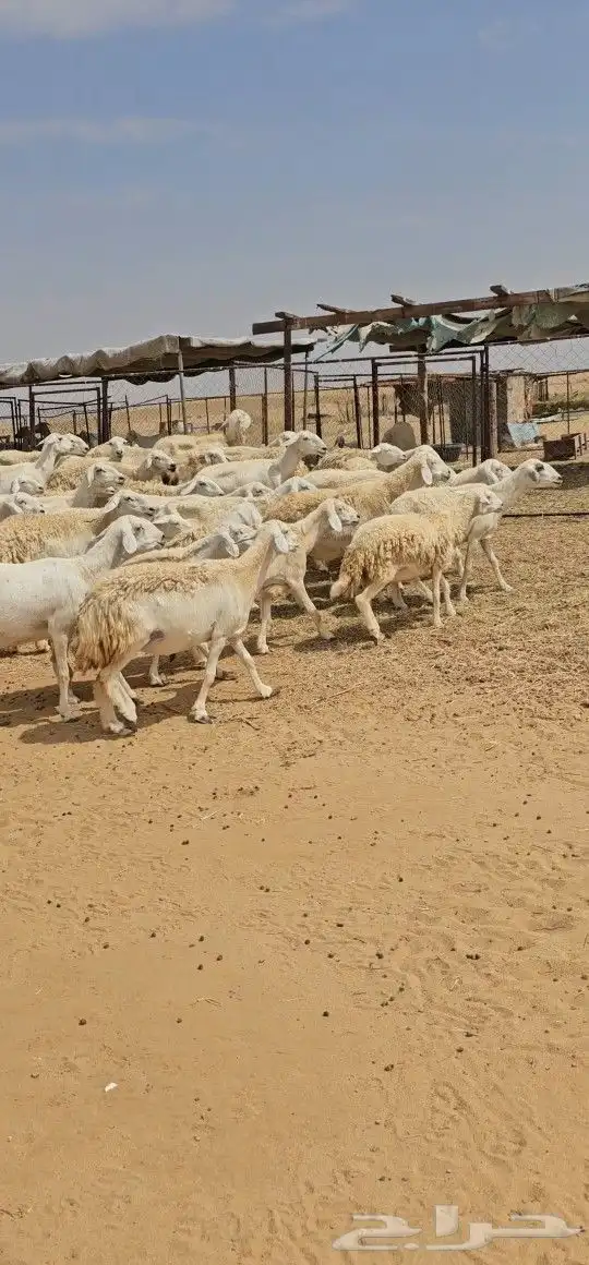 للبيع ضان حرش مراح واحد كفو اسنان 71 يتبعه 17 9