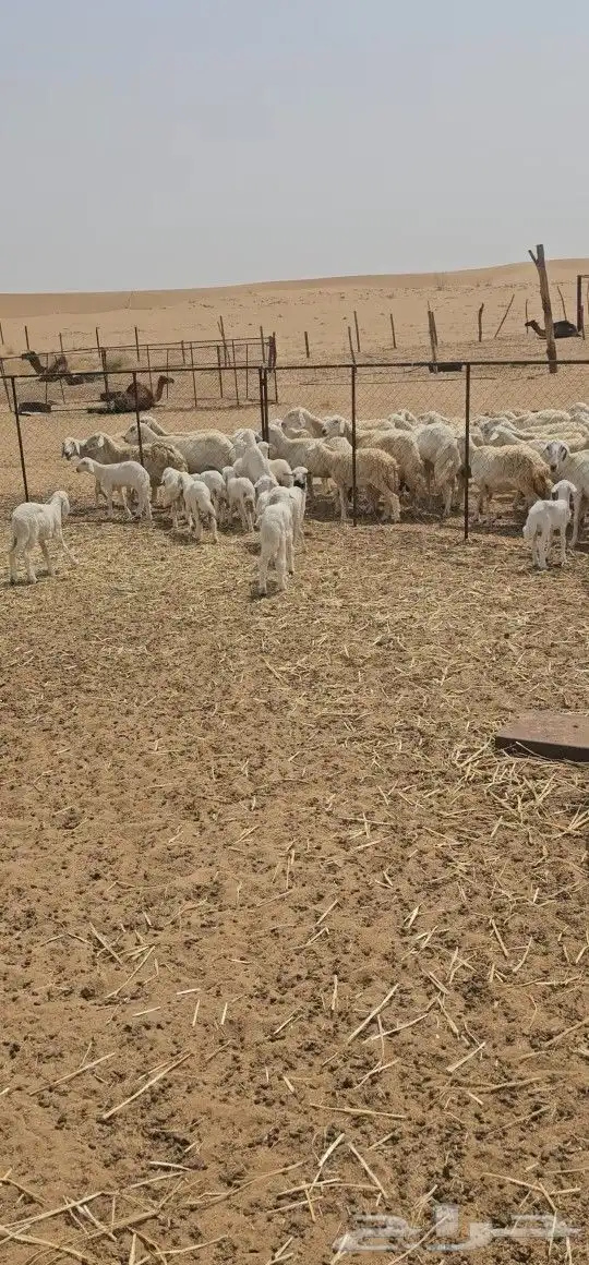 للبيع ضان حرش مراح واحد كفو اسنان 71 يتبعه 17 6