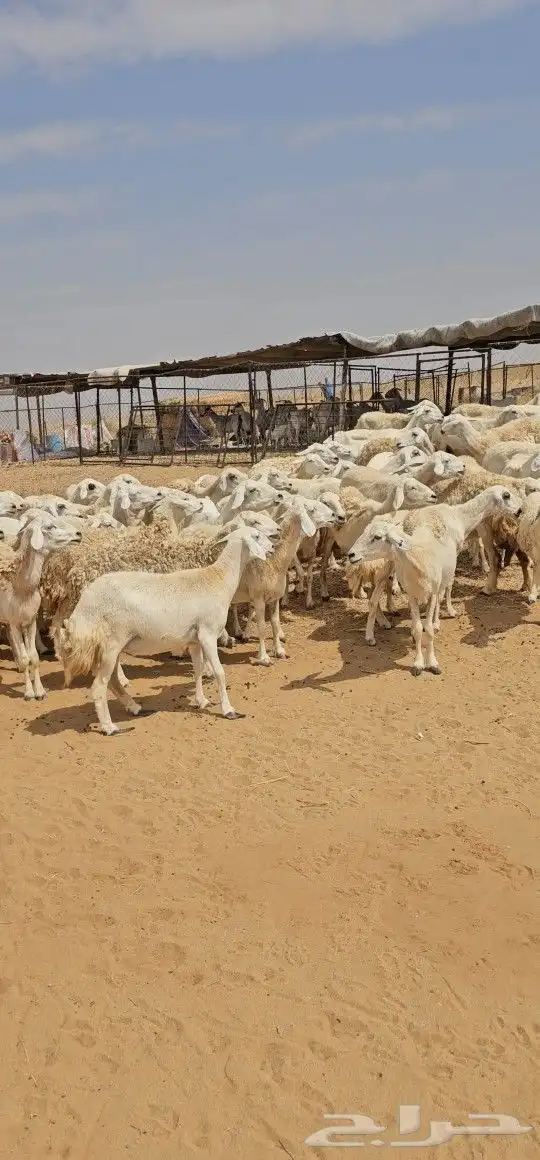 للبيع ضان حرش مراح واحد كفو اسنان 71 يتبعه 17 8
