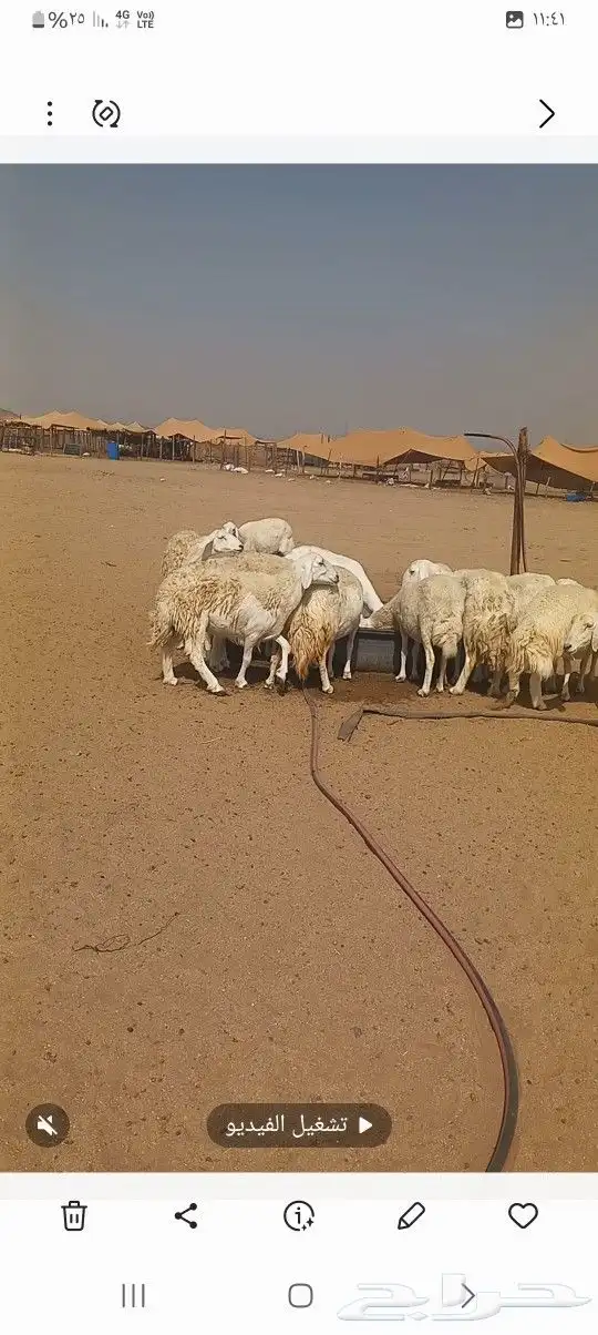 ضان حريه عددها 77 راس مولده منها 2 4