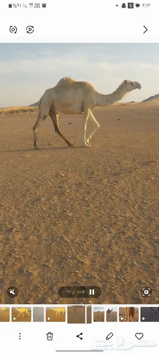 ضروبه كفو 0