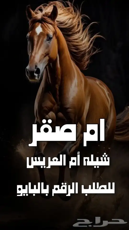 استديو احلام الطرب تنفيذ زفات شيلات بالأسماء 6
