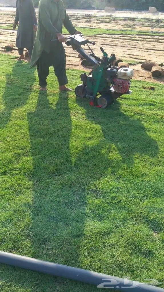 نجيل طبيعي 4