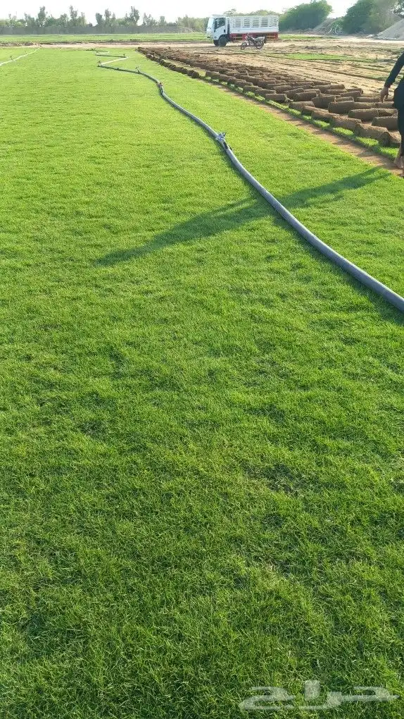 نجيل طبيعي 1