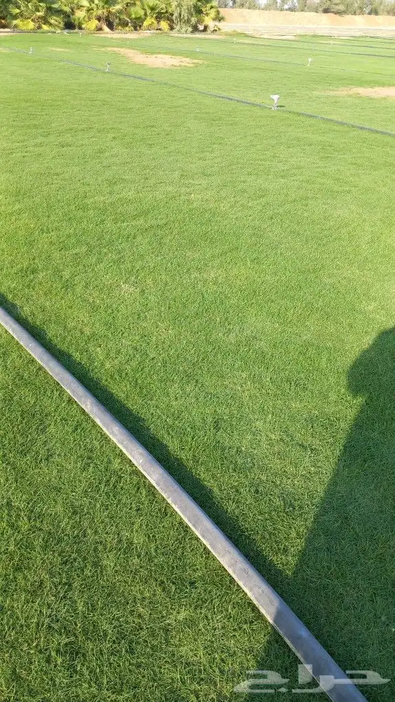 نجيل طبيعي 2