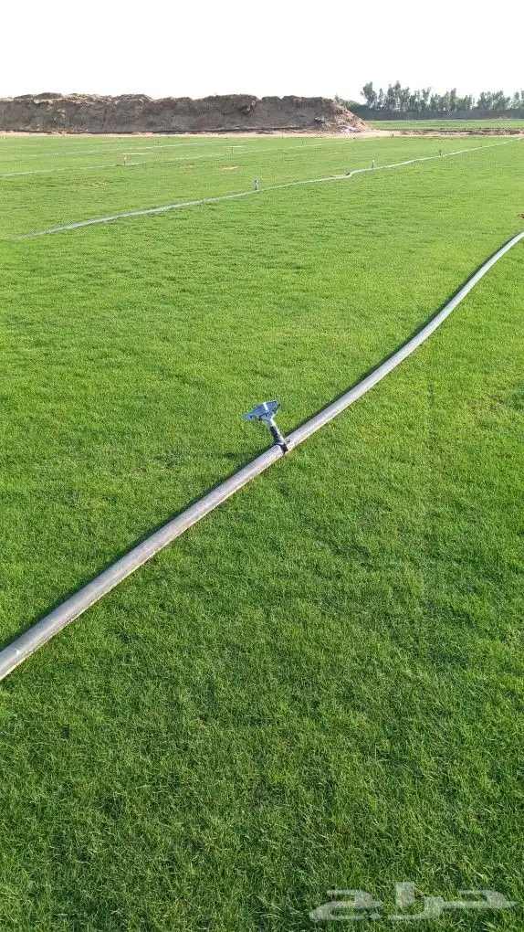 نجيل طبيعي 3