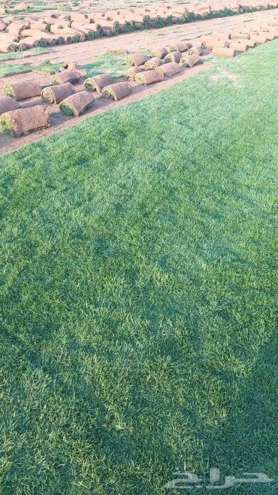 نجيل طبيعي 6