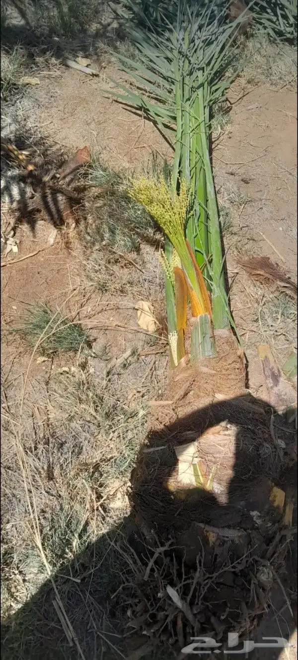 نخل عربي ونخل ملوكي وامريكي للبيع 1