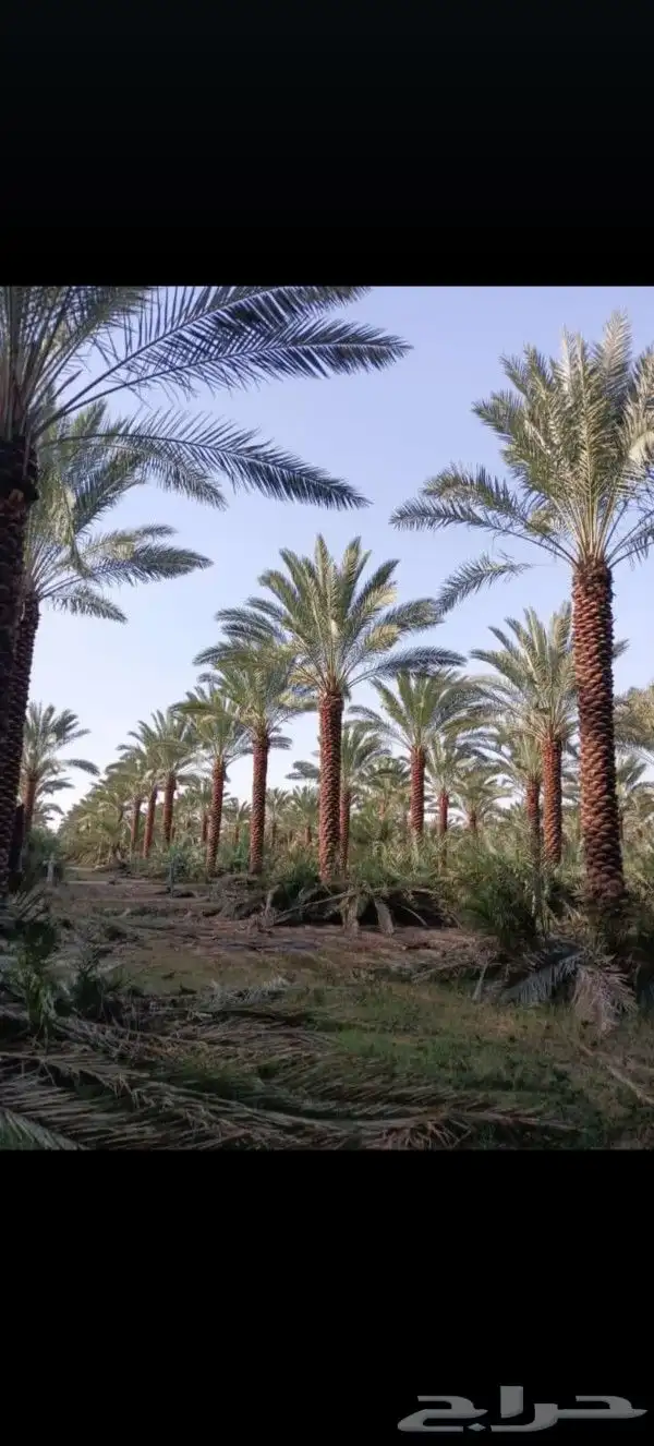 نخل عربي ونخل ملوكي وامريكي للبيع 9