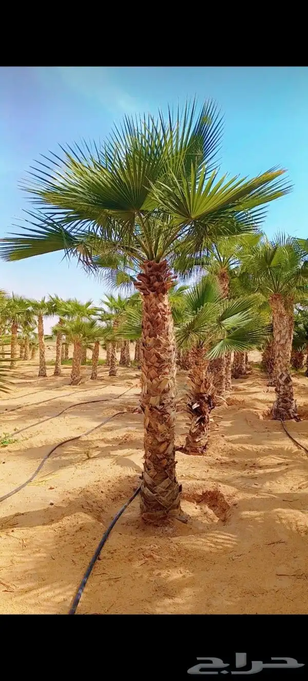 نخل عربي ونخل ملوكي وامريكي للبيع 7