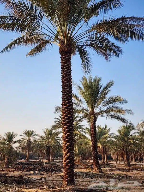 نخل واشنطني وعربي 4