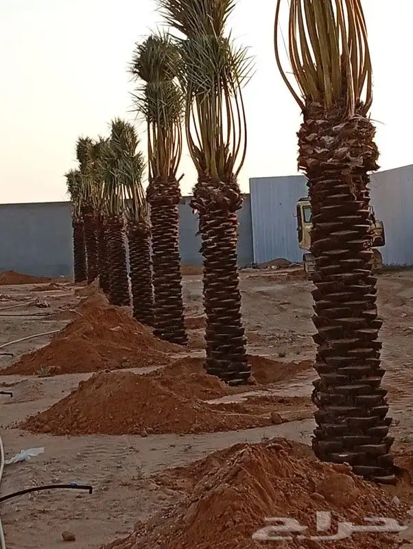 زبايناالكرام يوجدلدينانقايل خلاص وصقعي ومجدول مثمره 5