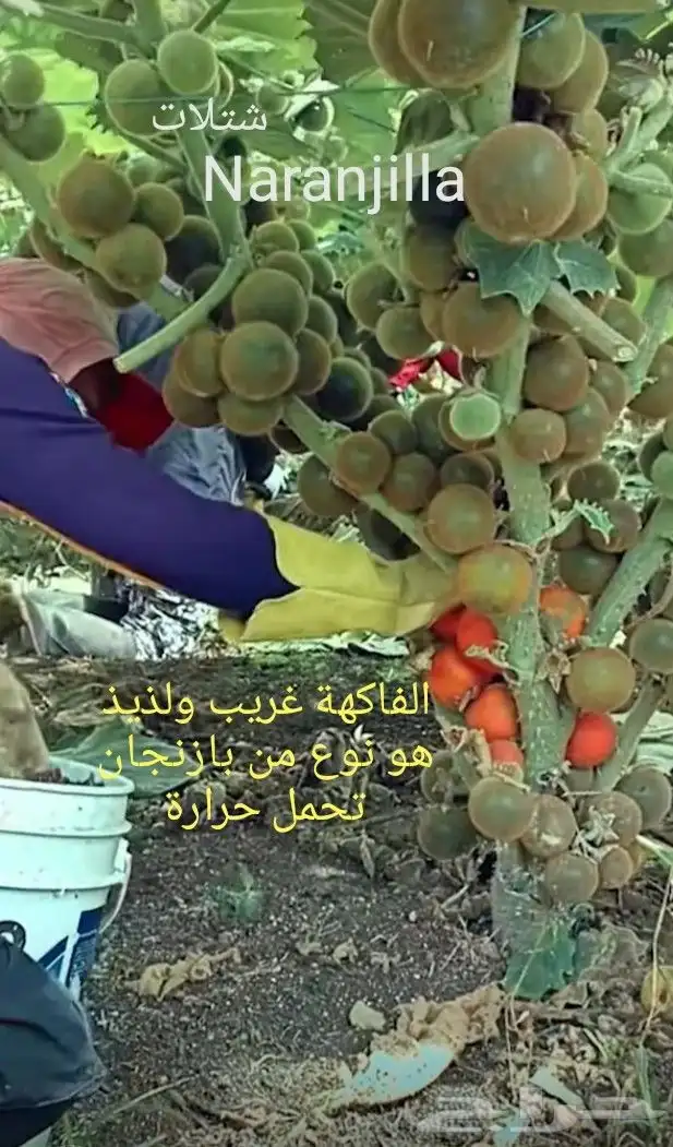 شتلات موز اسود awak  جاوة 11