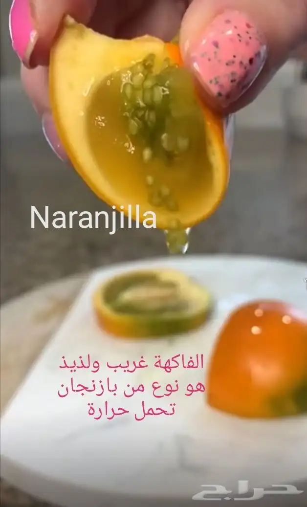 شتلات موز اسود awak  جاوة 14