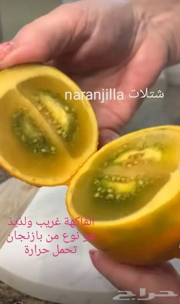 شتلات موز اسود awak  جاوة 15