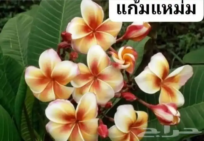 شتلات موز اسود awak  جاوة 31