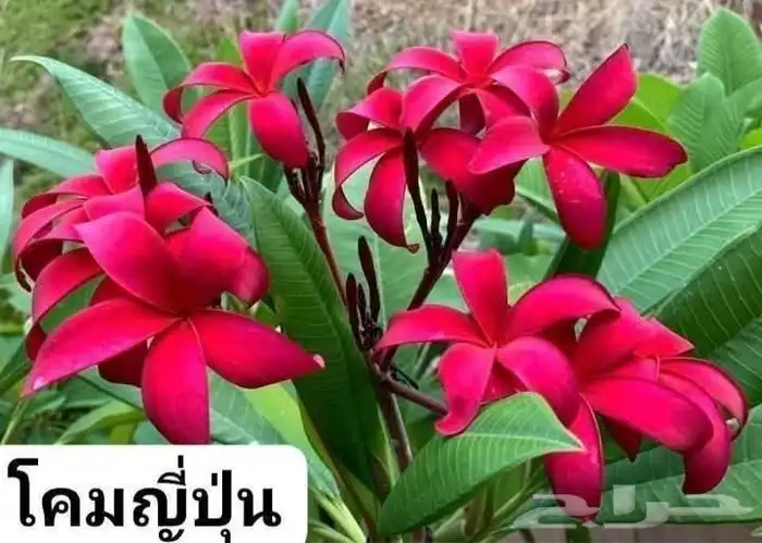 شتلات موز اسود awak  جاوة 34